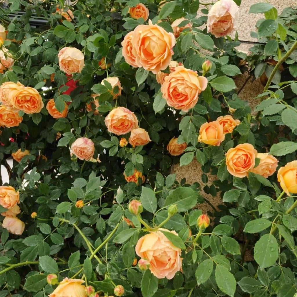 Lady of Shalott Rose