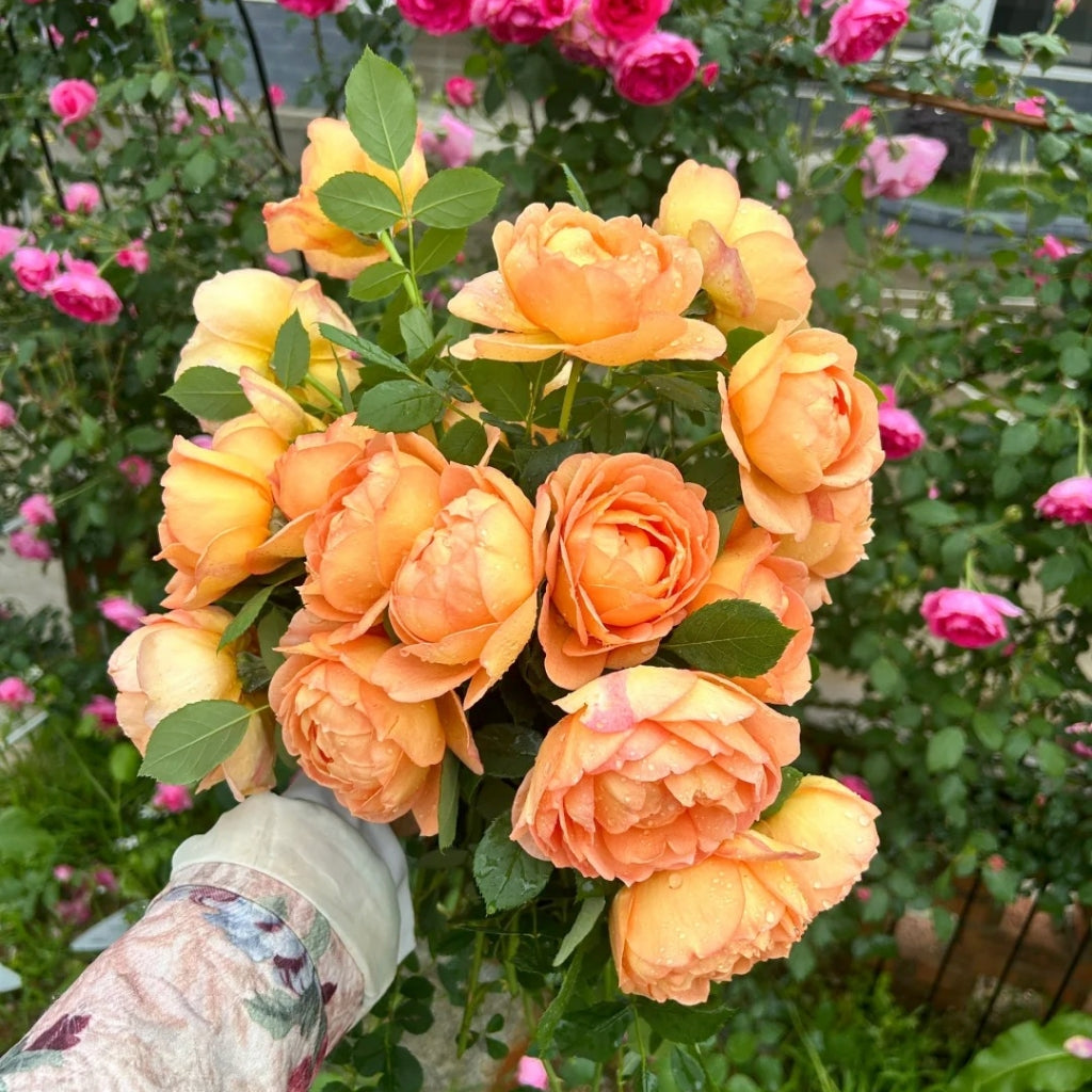 Lady of Shalott Rose
