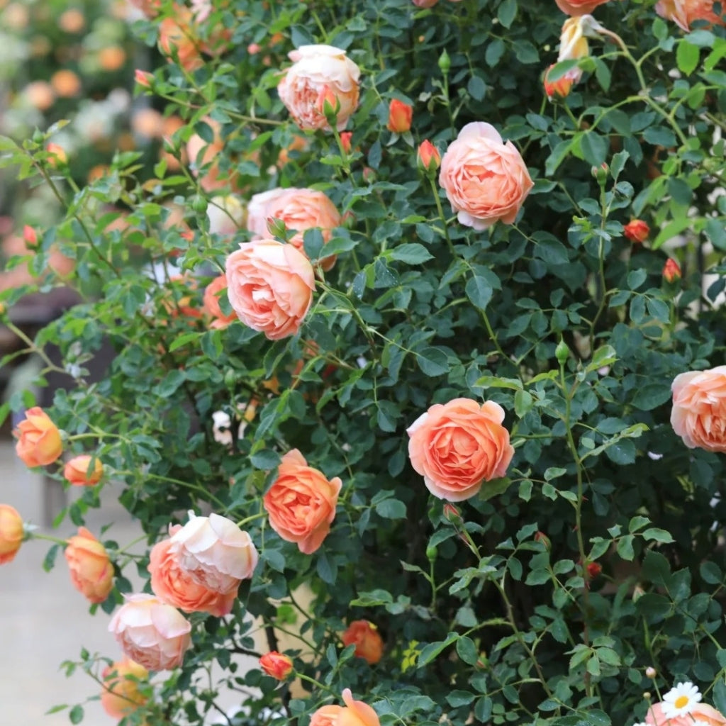 Lady of Shalott Rose