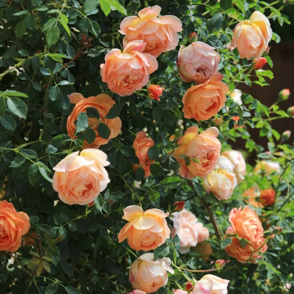 Lady of Shalott Rose