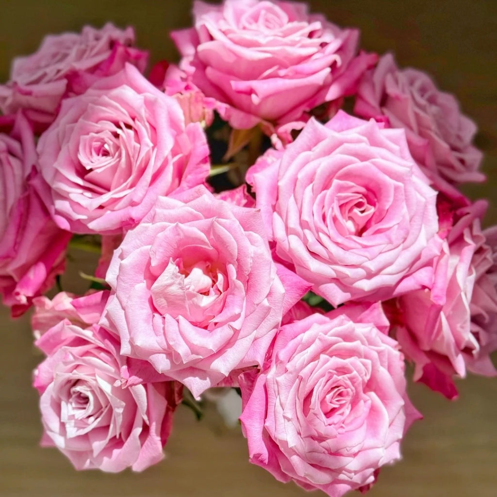 Lavender Grey Glaze Rose