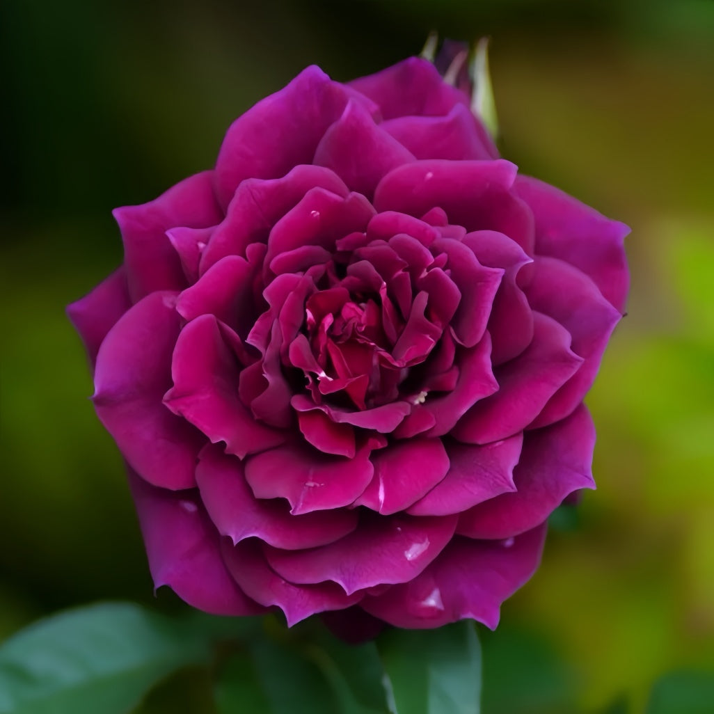 Laylah Laylah Rose – Rosesplant
