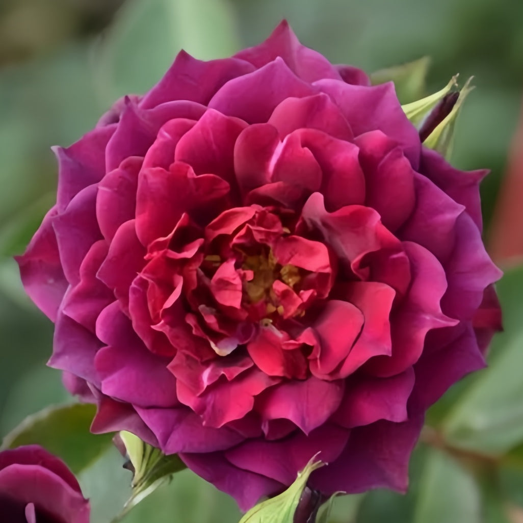 Laylah Laylah Rose – Rosesplant