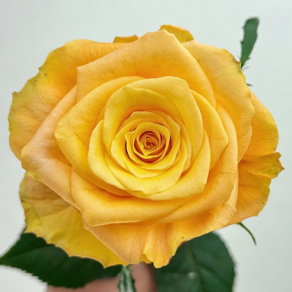 Lemon Milk Tea Rose
