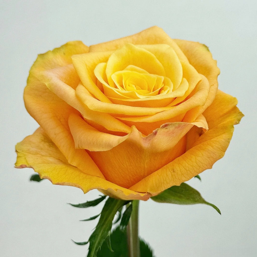 Lemon Milk Tea Rose