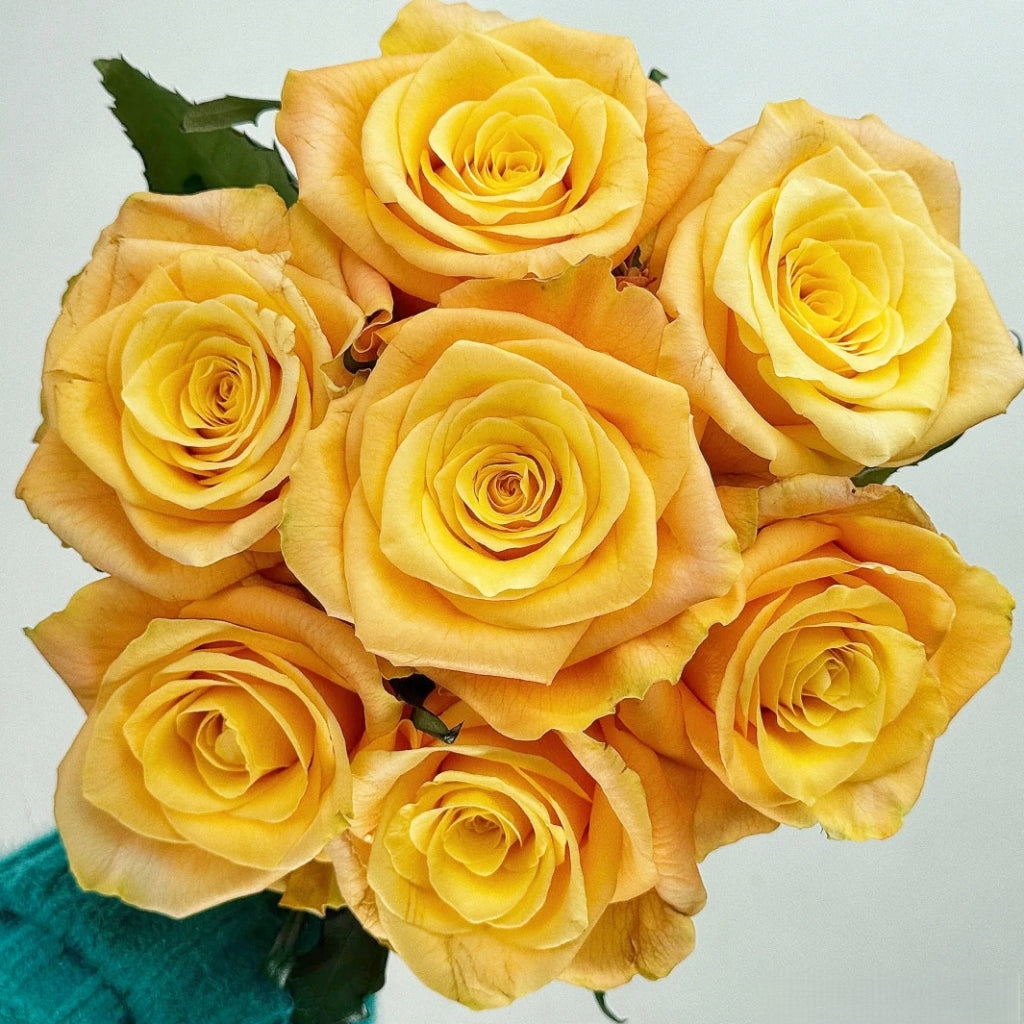 Lemon Milk Tea Rose