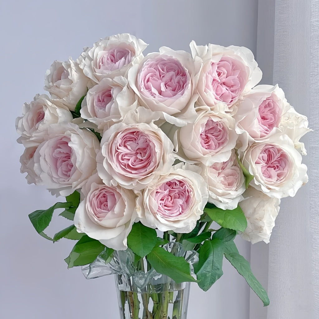 Les FrAIsesLes Rose