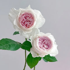 Les FrAIsesLes Rose