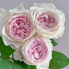 Les FrAIsesLes Rose