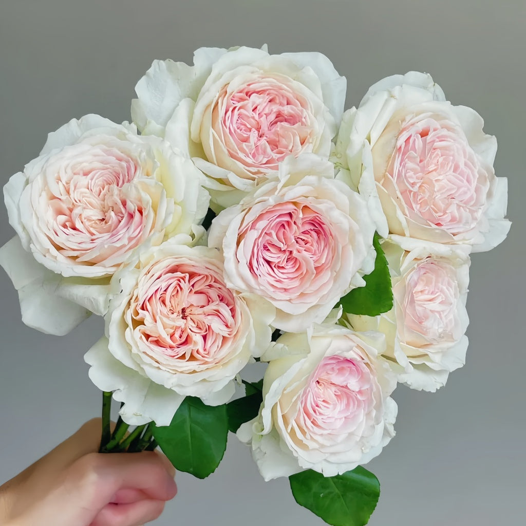 Les FrAIsesLes Rose