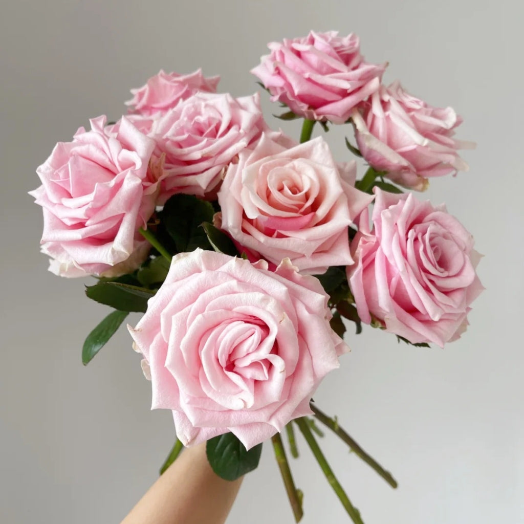 Light Pink Elves Rose