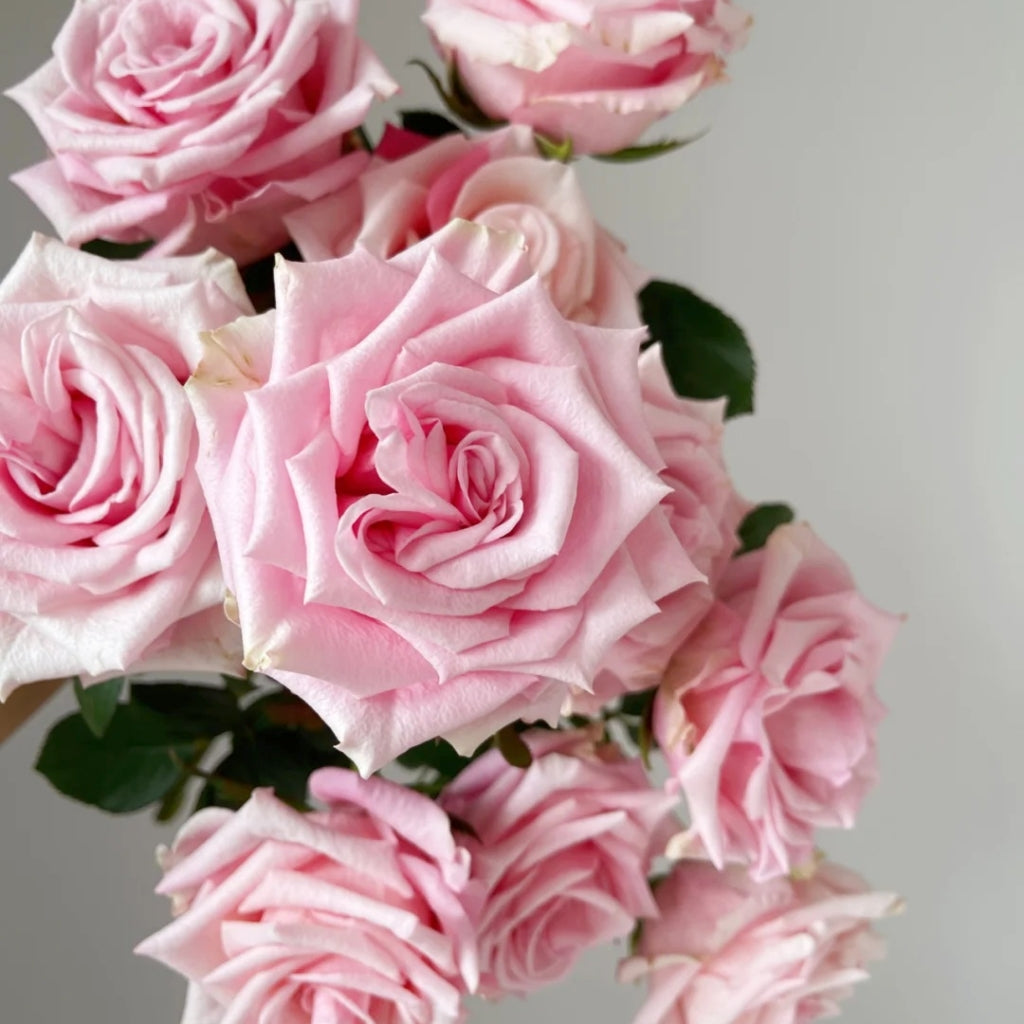 Light Pink Elves Rose