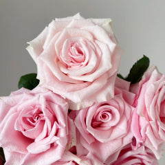 Light Pink Elves Rose