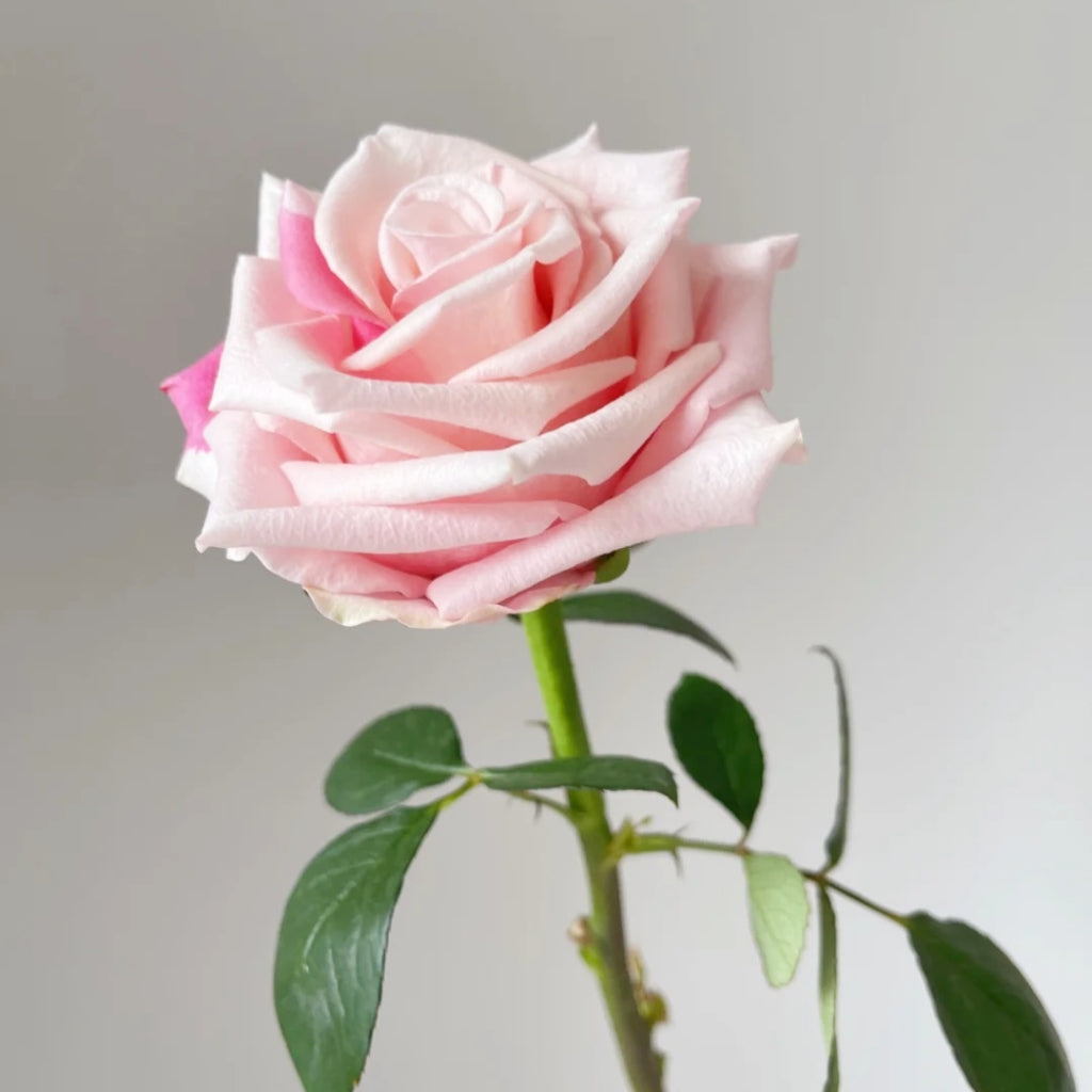 Light Pink Elves Rose
