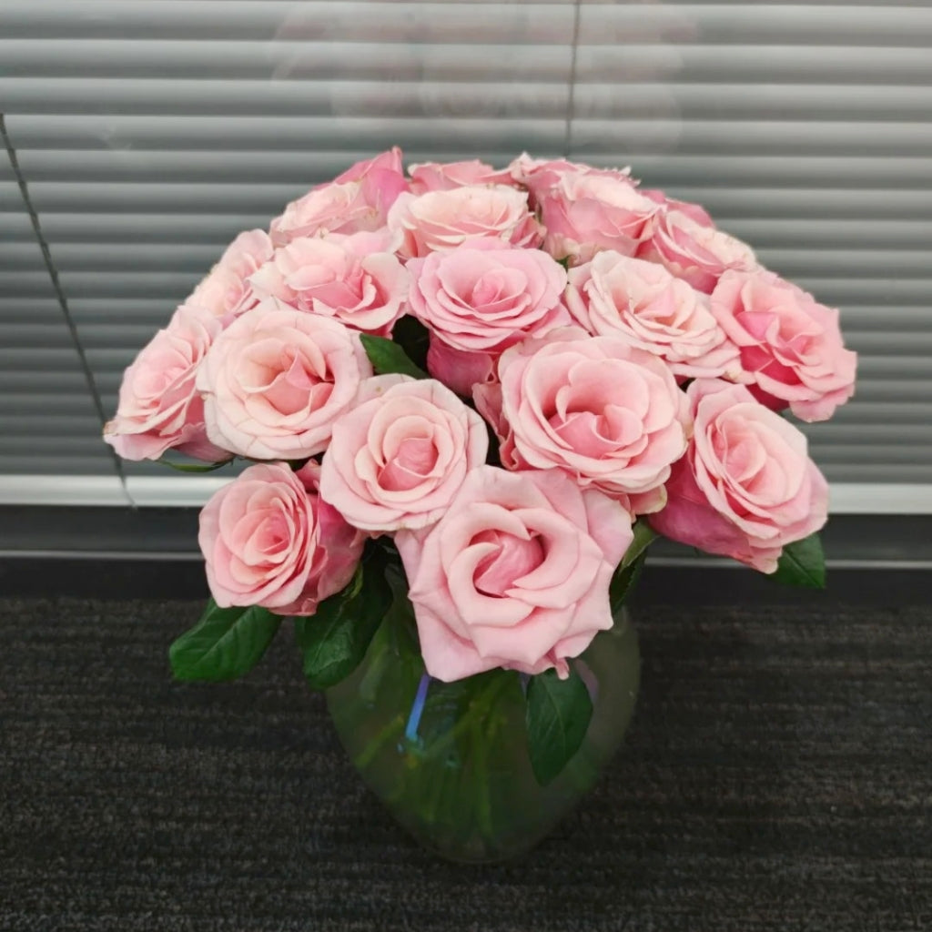 Light Pink Elves Rose