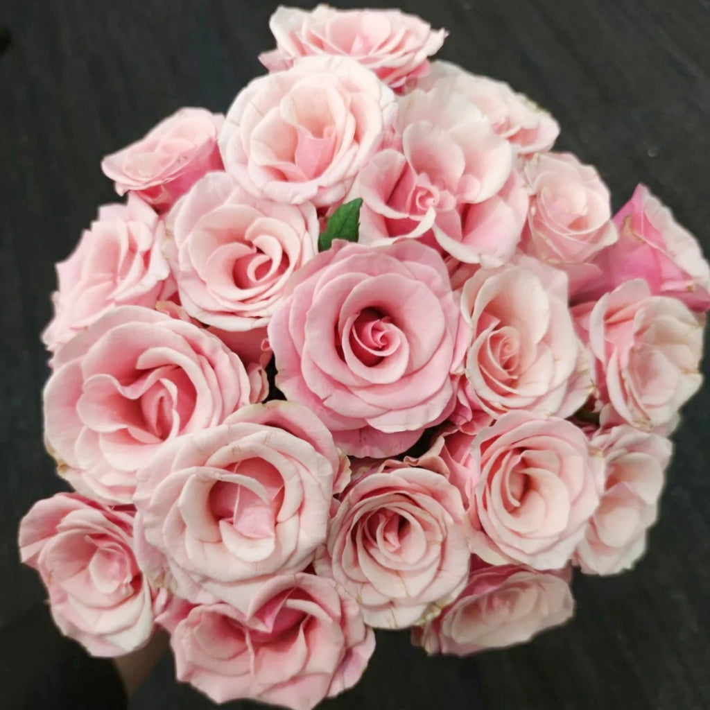 Light Pink Elves Rose