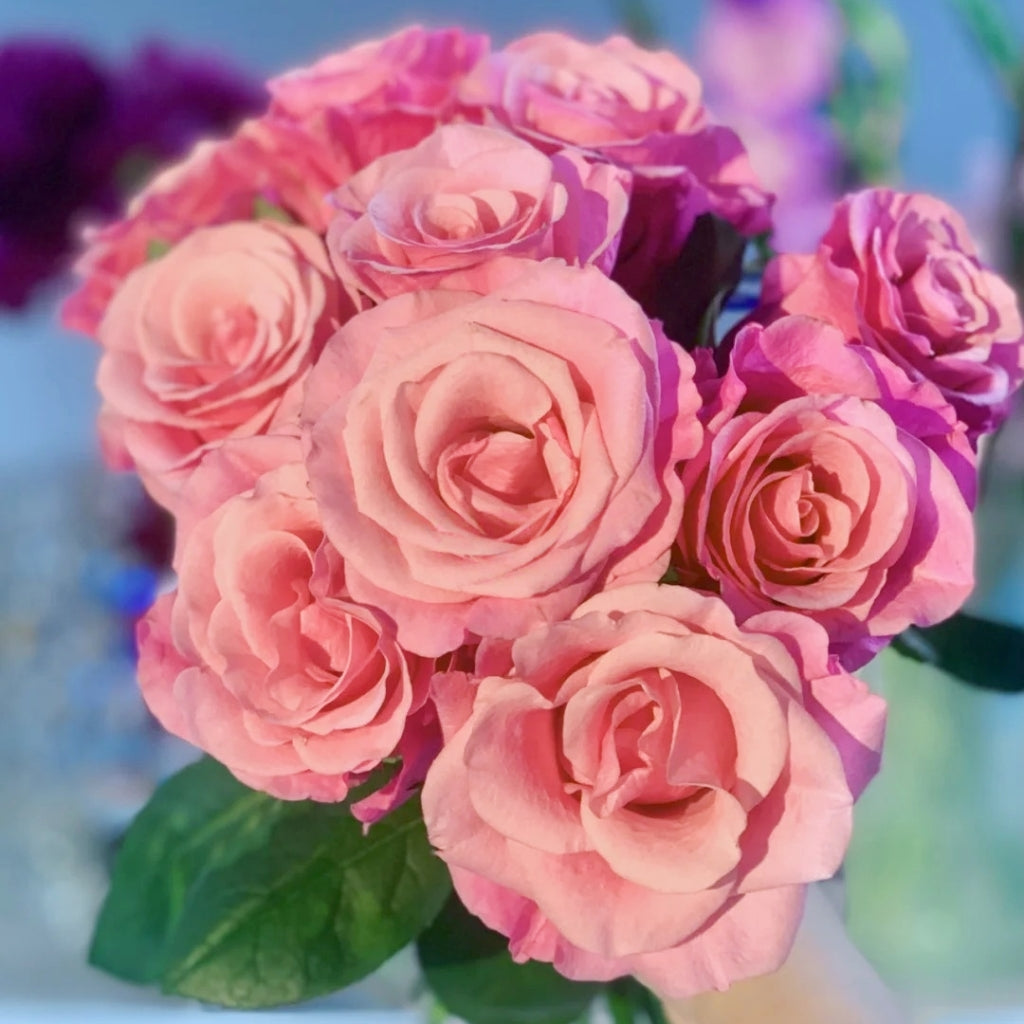 Light Pink Elves Rose