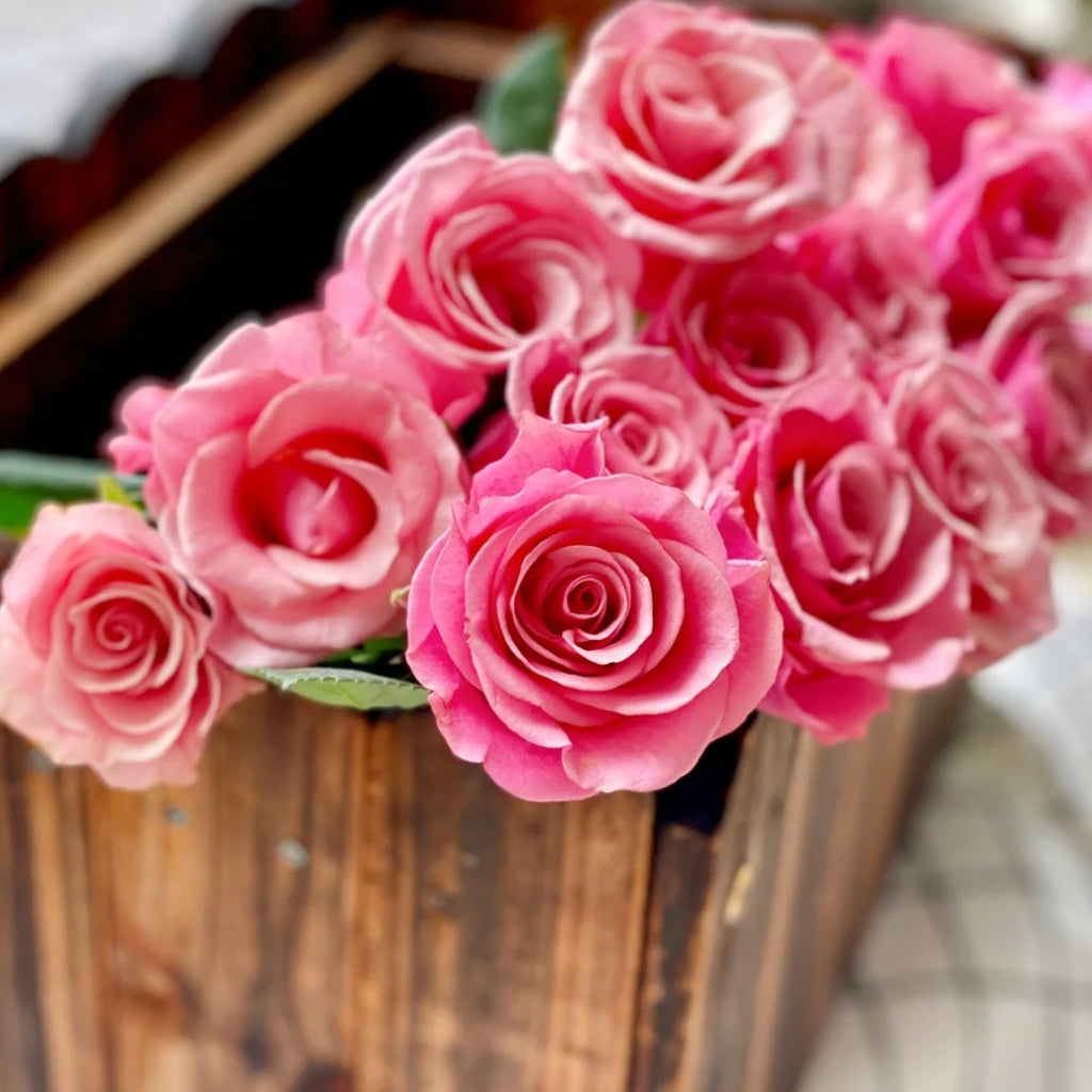 Light Pink Elves Rose