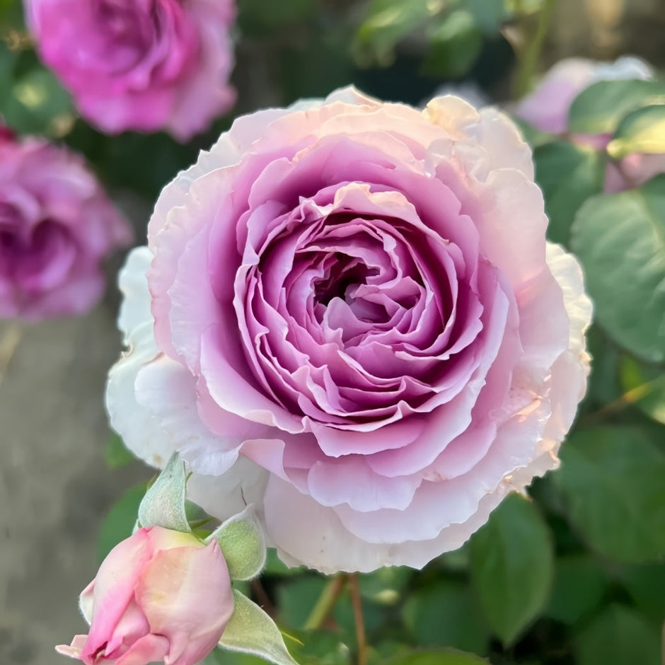 ROSE様 Asian Roses – Rare Fragrant Beauties from Japan & China – Rosesplant