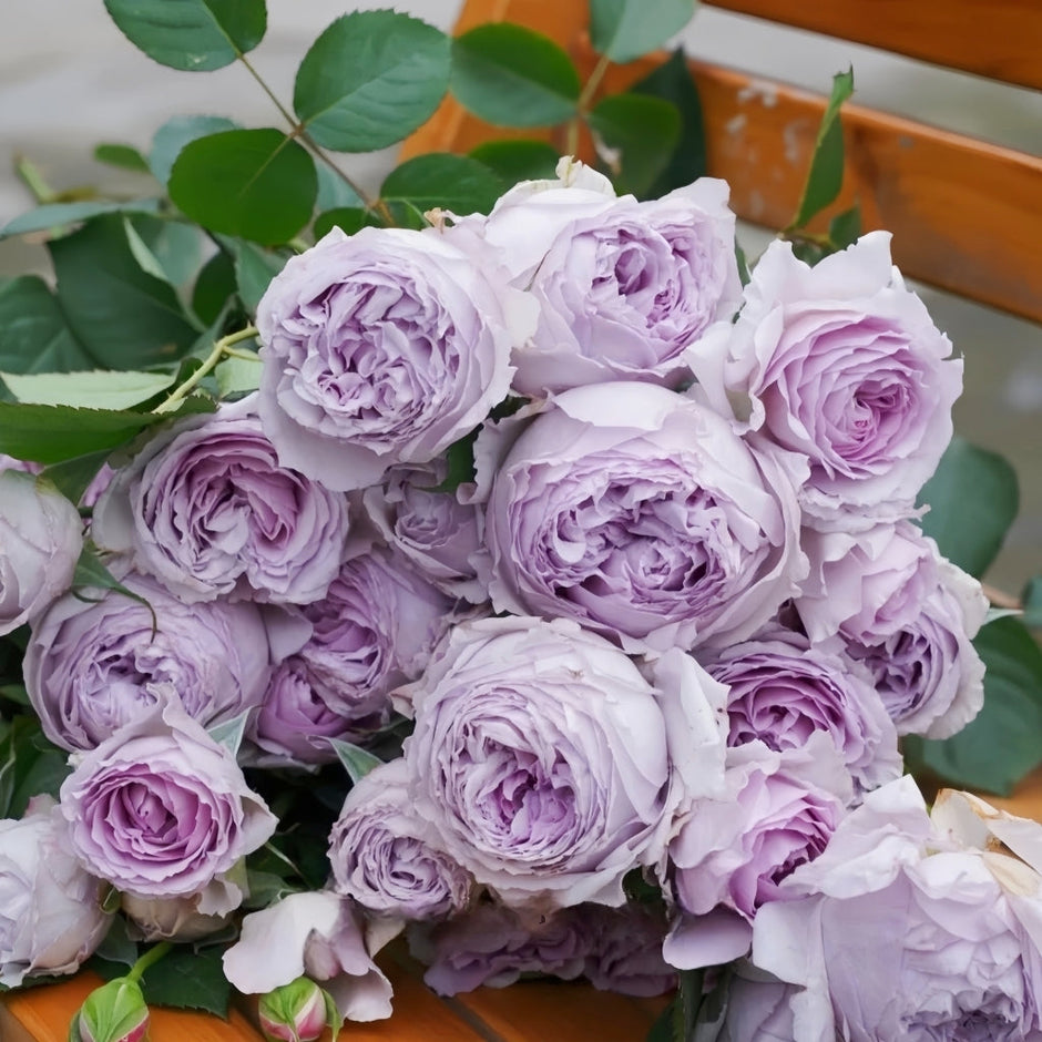 Asian Roses – Rare Fragrant Beauties from Japan & China – Rosesplant