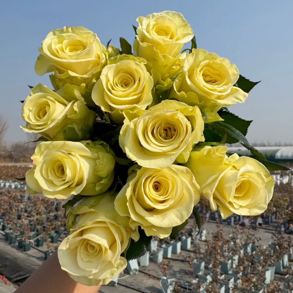 Little Butter Rose