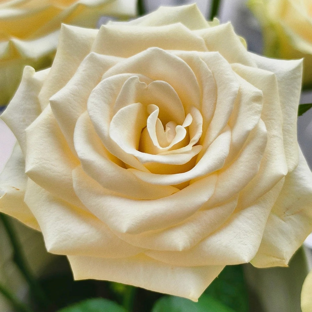 Little Butter Rose