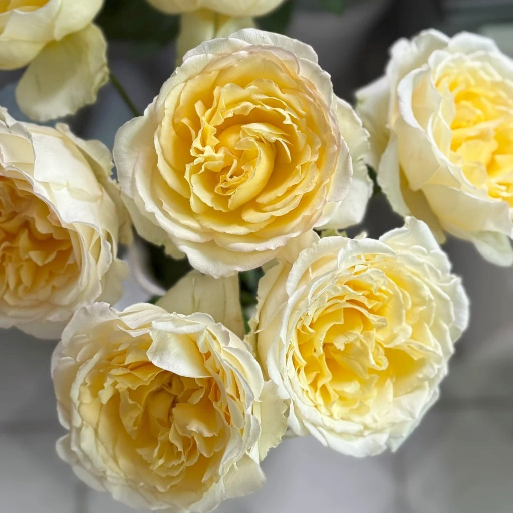 Liuxinsu Rose