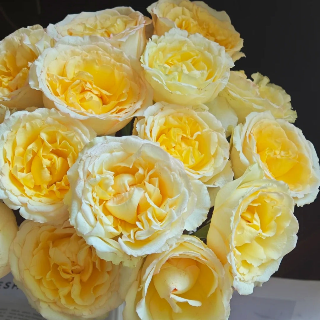 Liuxinsu Rose