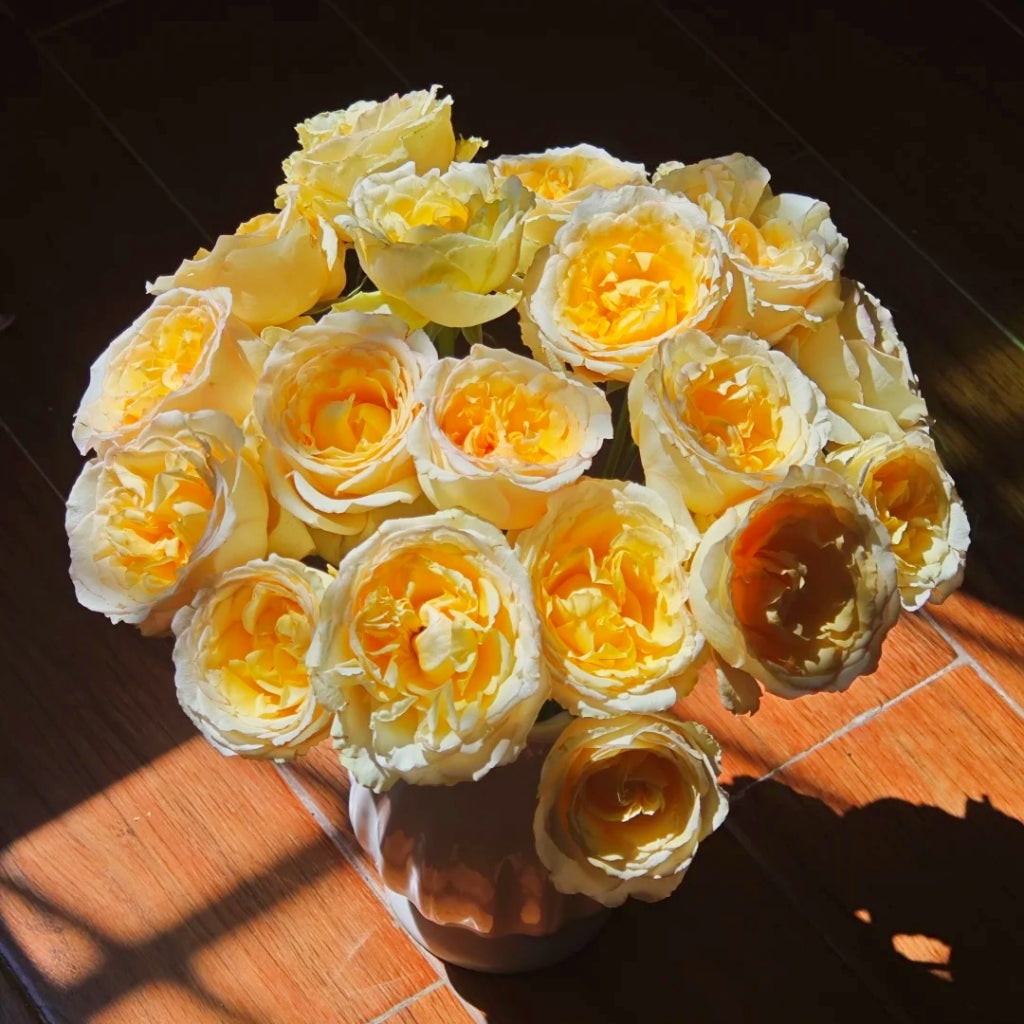 Liuxinsu Rose