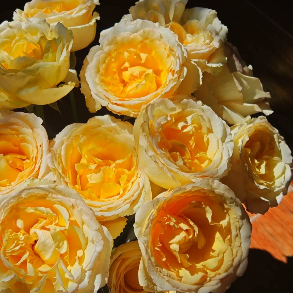 Liuxinsu Rose