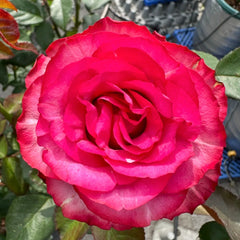 Lola Rose