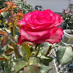 Lola Rose