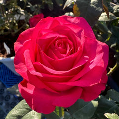 Lola Rose