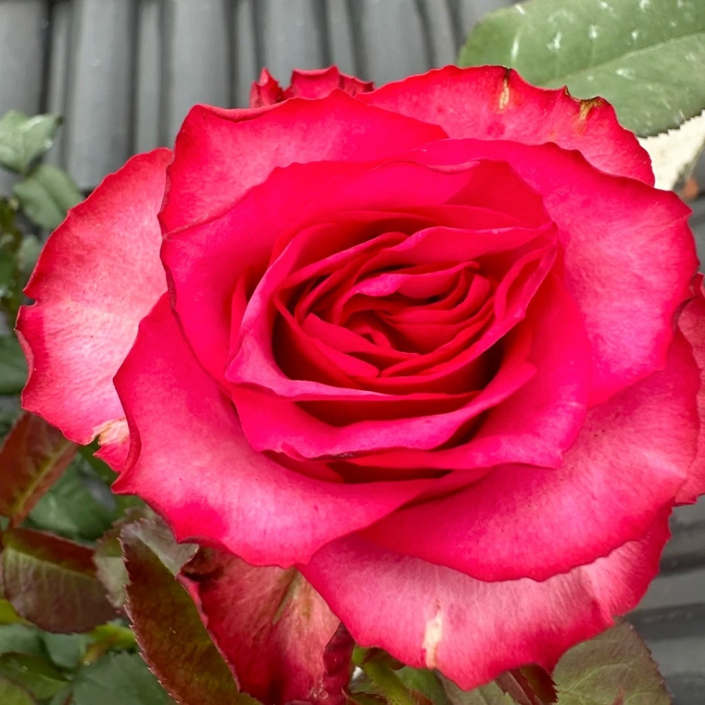 Lola Rose