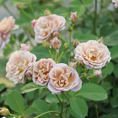 Lori Rose