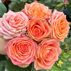 Love Pearl Rose