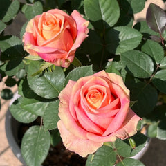 Love Pearl Rose