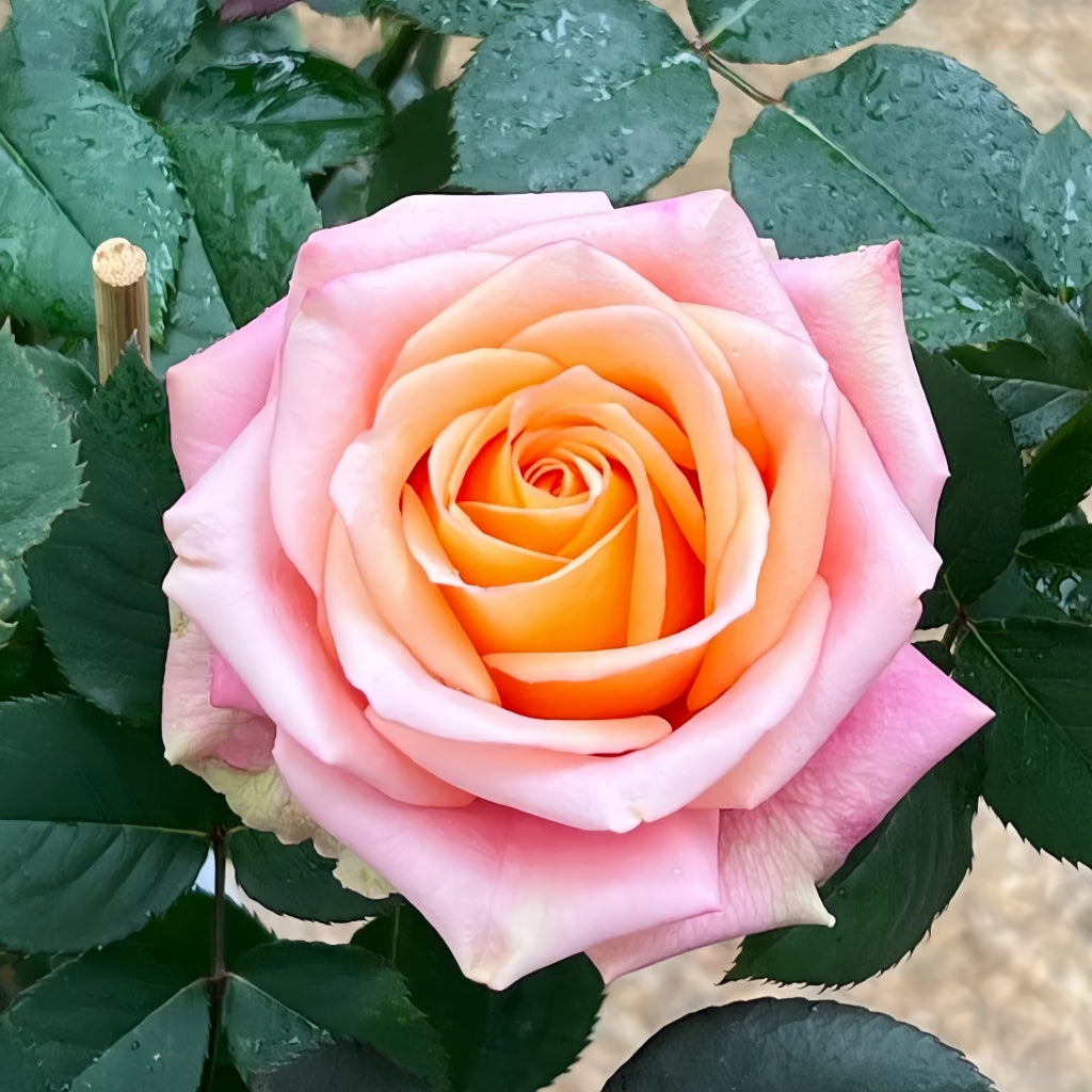 Love Pearl Rose