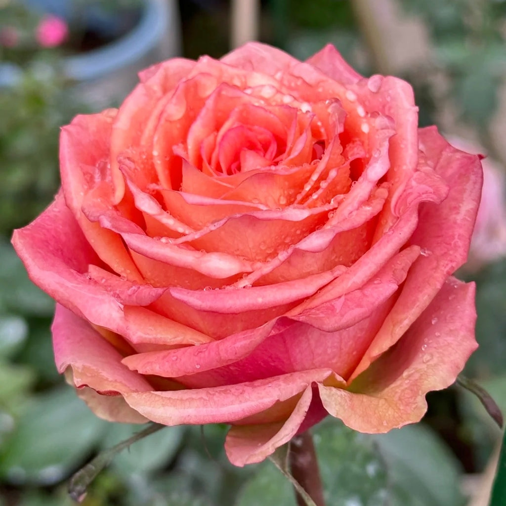 Love Pearl Rose