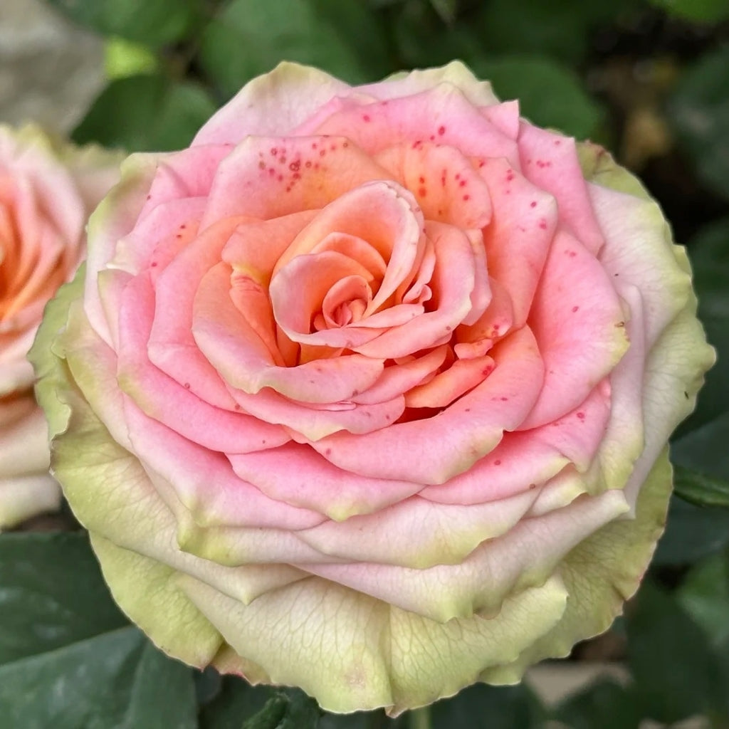 Love Pearl Rose