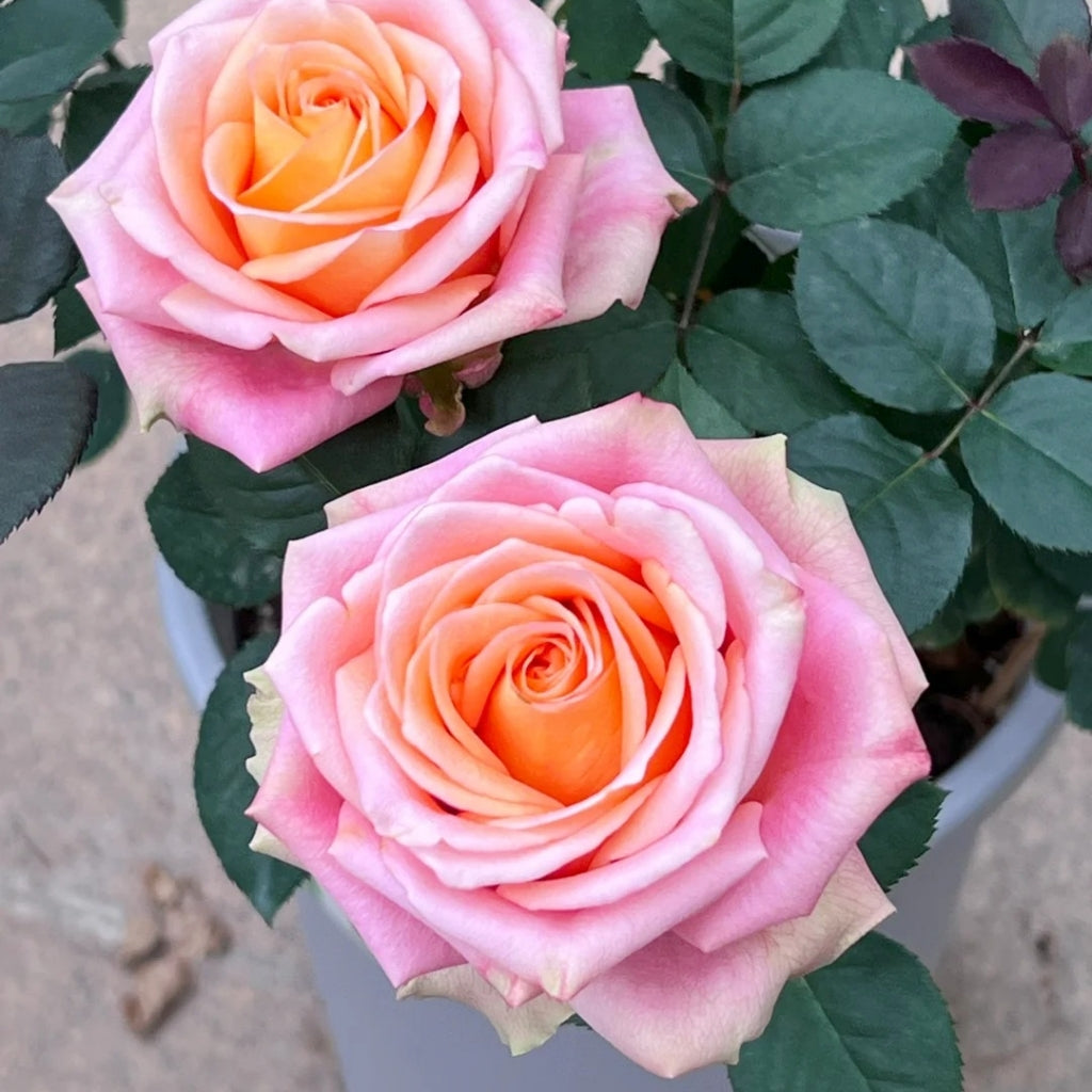Love Pearl Rose