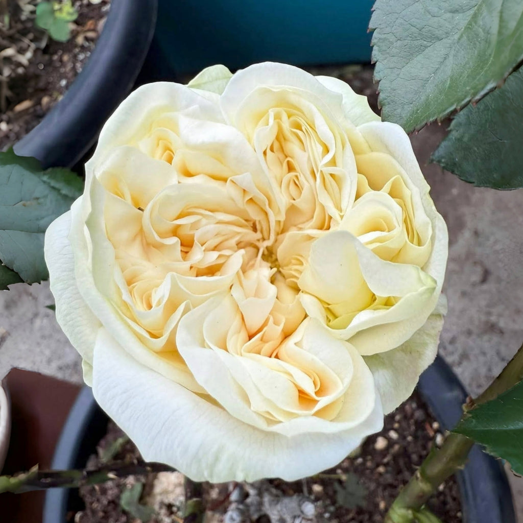 Lovely Harper Rose
