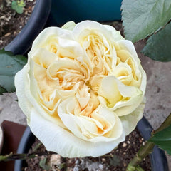 Lovely Harper Rose