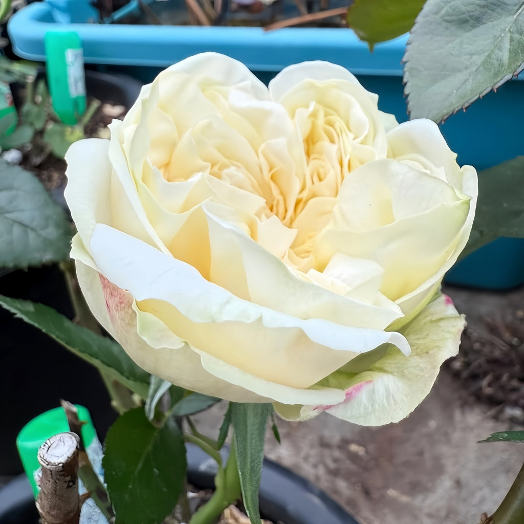 Lovely Harper Rose