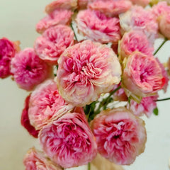 Lovely Raspberry Rose