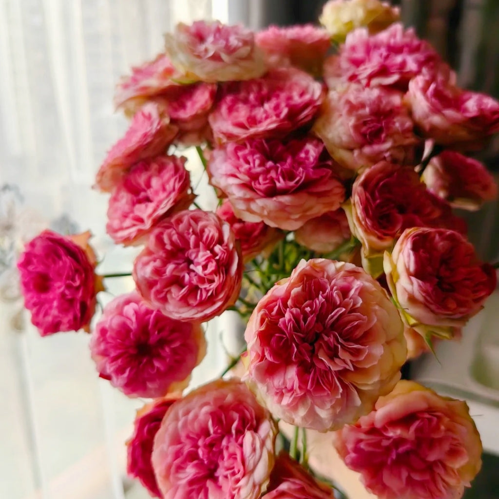 Raspberry Rugostar Rose Lovely Raspberry Rose – Rosesplant