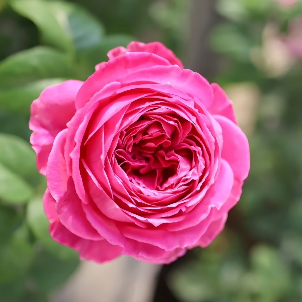 M-Nostalgic Elegance Rose