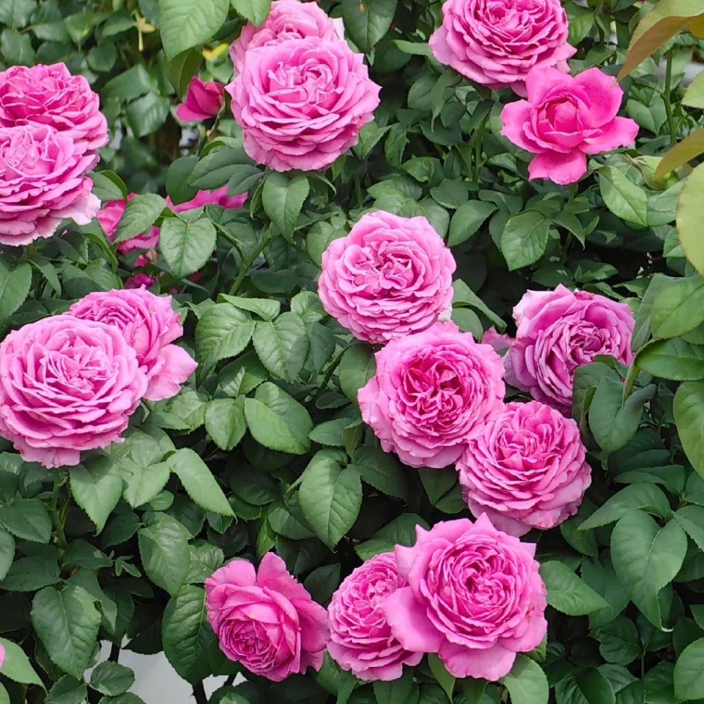 M-Nostalgic Elegance Rose