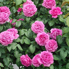 M-Nostalgic Elegance Rose