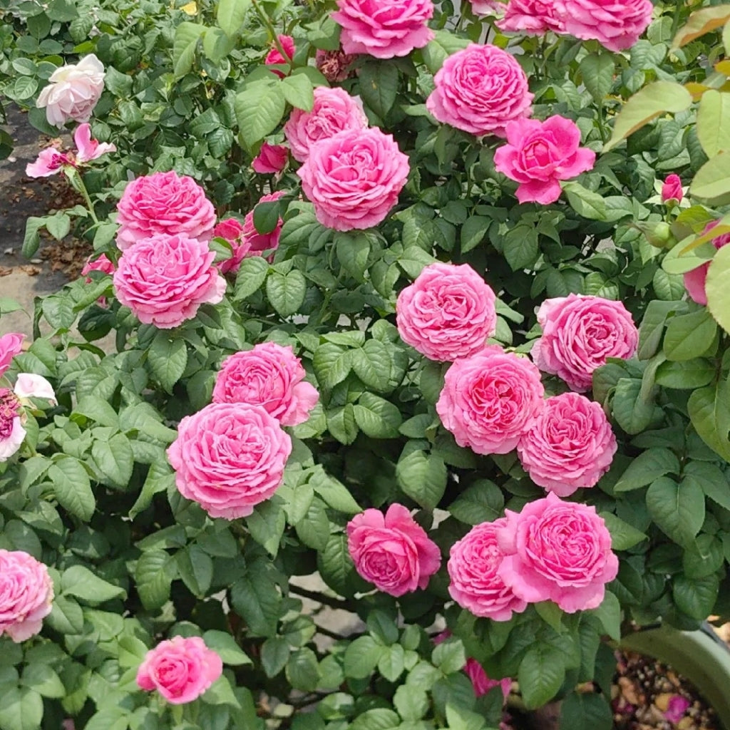 M-Nostalgic Elegance Rose